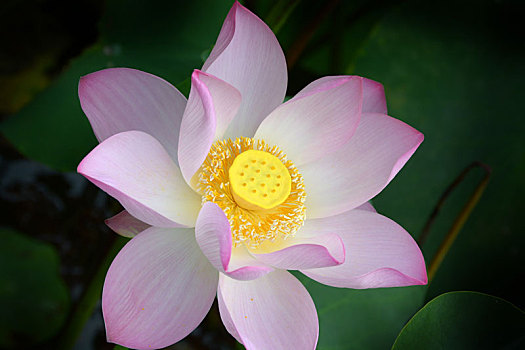 荷花,lotus,莲花,水芙蓉,藕花,芙蕖,中国