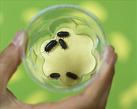 常见球潮虫,鼠妇,五个,收集,玻璃,全球,分配