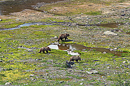 大灰熊,幼兽,海岸,山峦,不列颠哥伦比亚省,加拿大