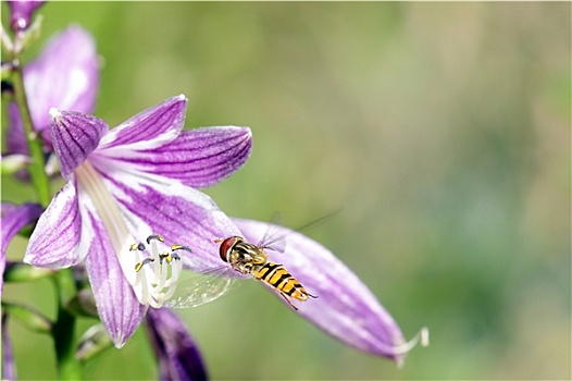 飞,小,黄蜂,花,模糊背景