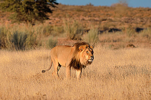 狮子,雄性,走,草,刺,豪猪,颈部,卡拉哈迪大羚羊国家公园,北开普,南非,非洲