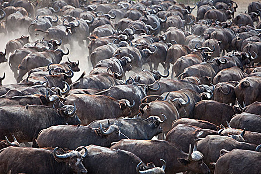南非水牛,非洲水牛,牧群,克鲁格国家公园,南非
