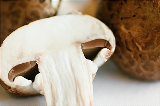 蘑菇,洋蘑菇