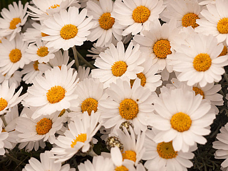 白色,橙色,雏菊,头状花序,一起,地面
