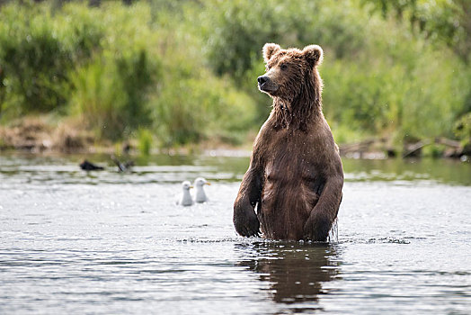 棕熊,站立,水,布鲁克斯河,卡特麦国家公园,阿拉斯加,美国,北美