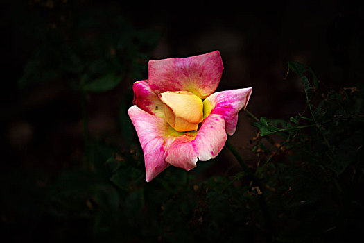 月季花,美丽月季,美艳月季花