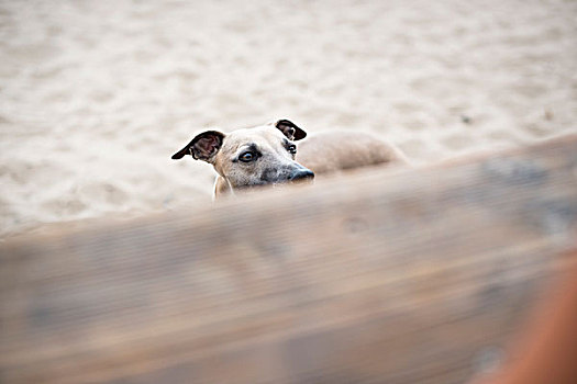 小灵狗,海滩