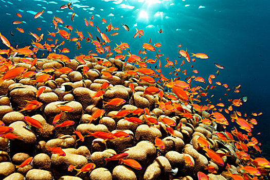 鱼群,珊瑚鱼,海洋,游泳,高处,石头,珊瑚,太阳,礁石,尖锐,埃及,红海,非洲