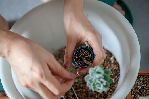 女生在花园种花,女手正在移植多肉植物到花盆