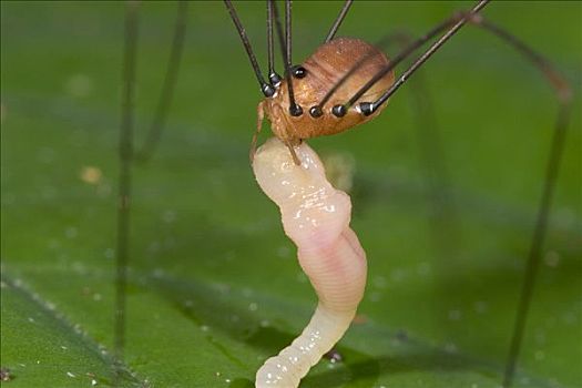 蜘蛛,吞吃,树栖,蚯蚓,哥斯达黎加
