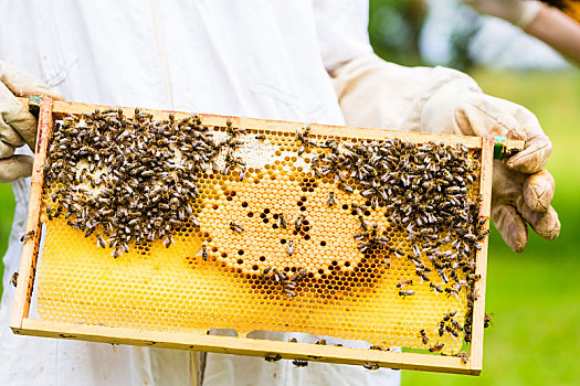 养蜂人,蜜蜂