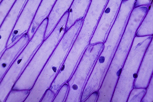 紫色,洋葱,外皮,显微镜