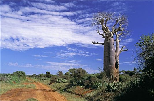 马达加斯加,风景,靠近,猴面包树,翠绿