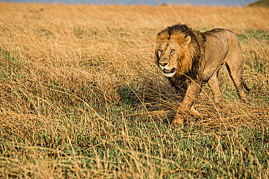 非洲,肯尼亚,马赛马拉国家保护区,三角形,马拉河,盆地,雄性,狮子,大幅,尺寸