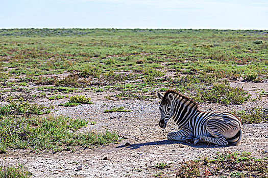 平原斑马,马,斑马,小马,埃托沙国家公园,纳米比亚,非洲