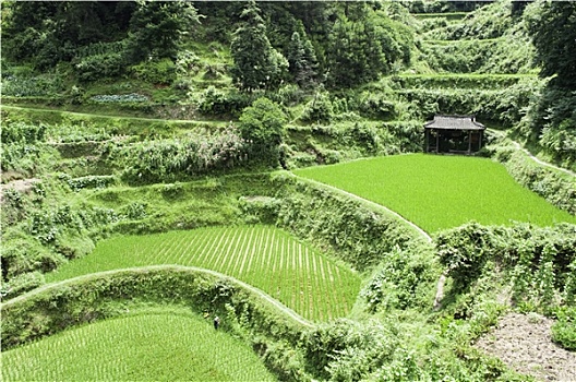 中国,稻米梯田