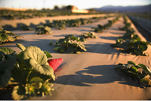 草莓,加利福尼亚,美国