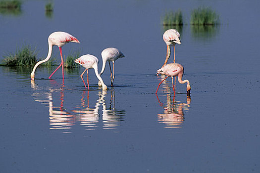 肯尼亚,安伯塞利国家公园,火烈鸟,进食,湖