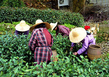 绿茶种植园图片