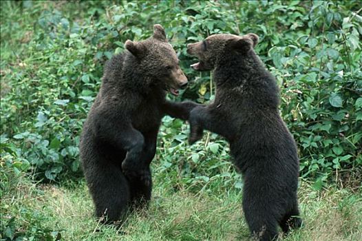 幼兽,玩,棕熊