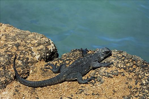 海鬣蜥,加拉帕戈斯群岛,厄瓜多尔,南美