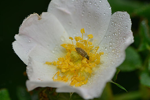 犬玫瑰,盛开,甲虫,雨