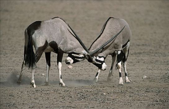 长角羚羊,卡拉哈迪大羚羊国家公园,南非,羚羊
