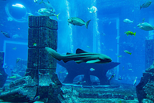 阿联酋迪拜棕榈岛,失落的空间,水族馆