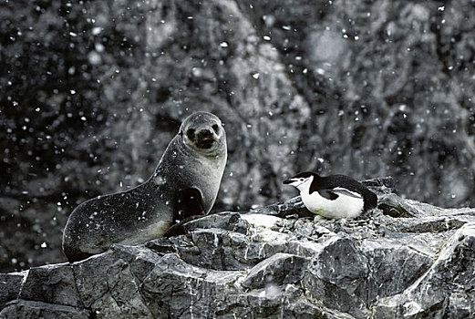 南极,岛屿,海豹,帽带企鹅,巢穴