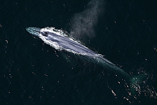 蓝鲸,喷涌,科特兹海,墨西哥
