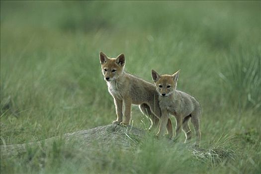 丛林狼,犬属,幼仔,冰川国家公园,蒙大拿