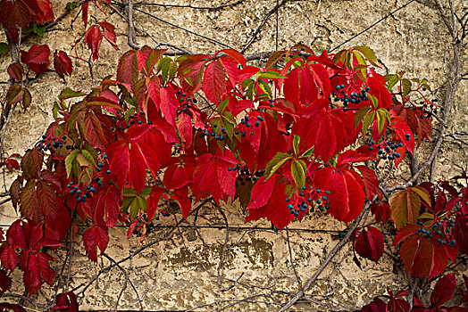 彩色,常春藤,植物,墙壁,托斯卡纳,意大利