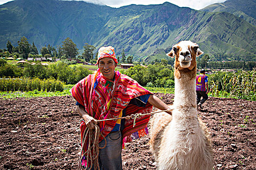 羊驼,农场,圣谷,库斯科地区,乌鲁班巴,省,地区,秘鲁