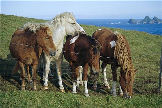 家养马,马,四个,站立,刺铁丝网,岛屿,冰岛