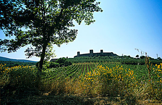蒙特利格奥尼,葡萄酒产地,托斯卡纳,意大利
