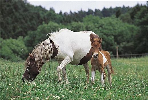设得兰矮种马,母马,10天大,马驹,马,哺乳动物,德国,欧洲,牲畜,动物