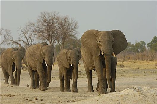 非洲象,牧群,走,排列,脆弱,非洲