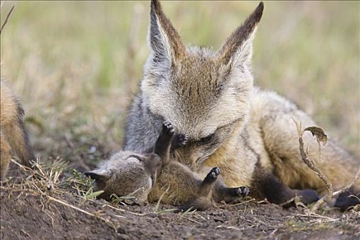大耳狐,修饰,四个,星期,老,幼仔,马赛马拉国家保护区,肯尼亚