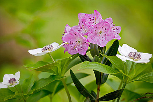 美国,阿拉斯加,冰河湾国家公园,特写,湿地,花