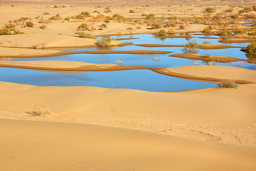 沙漠,绿洲,沙漠绿洲,水源