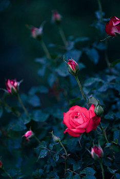 花朵儿中的玫瑰花
