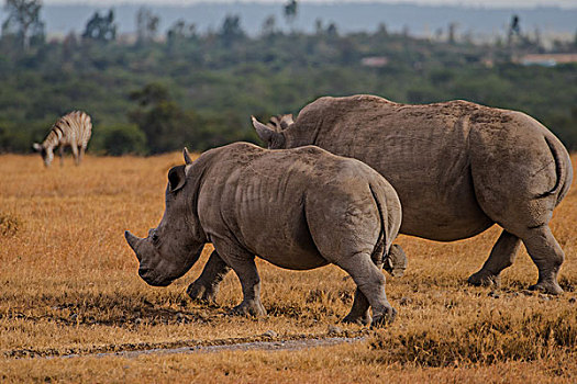 肯尼亚山国家公园白犀牛
