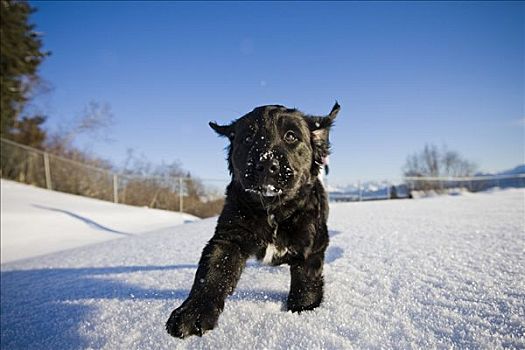 特写,拉布拉多犬,伯恩山犬,混合,小狗,走,靠近,本垒打,阿拉斯加,冬天