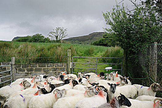 牧群,绵羊,围场,农场,爱尔兰