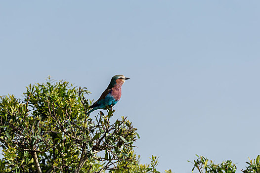 非洲草原树枝上等待捕食的紫胸佛法僧鸟