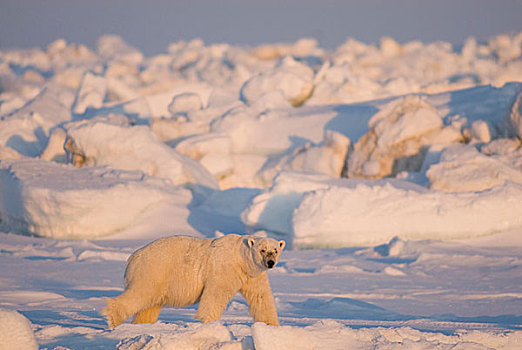 楚科奇海,岸边,手推车,阿拉斯加,北极熊,成年,浮冰,觅食