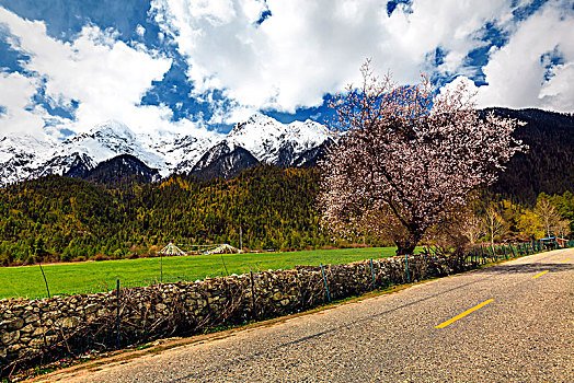 西藏雪山桃花道路