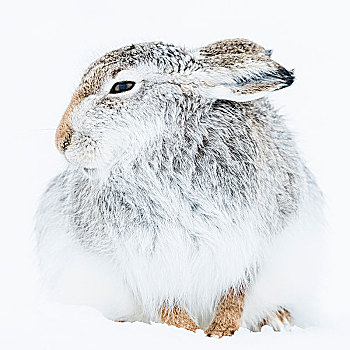 雪兔,坐,雪地,动物,冬季外套,国家公园,高地,苏格兰,英国