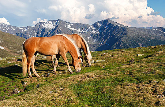 两个,马,放牧,高,隘口,靠近,斯泰辛格,南蒂罗尔,省,特兰提诺阿尔托阿迪杰,意大利,欧洲