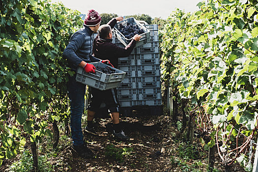 两个男人,站立,葡萄园,收获,黑葡萄,堆积,灰色,塑料制品,板条箱